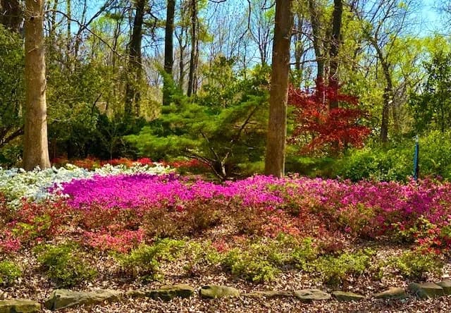 Visite des jardins d'azalées de Honor Heights Park
